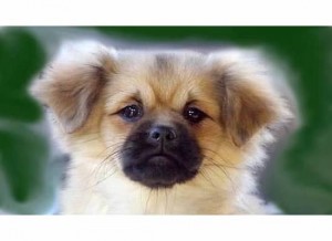 dog, pooch, puppy, pup, canine, photo, photography, spaniel, Tibetan Spaniel, tibby, Tibby